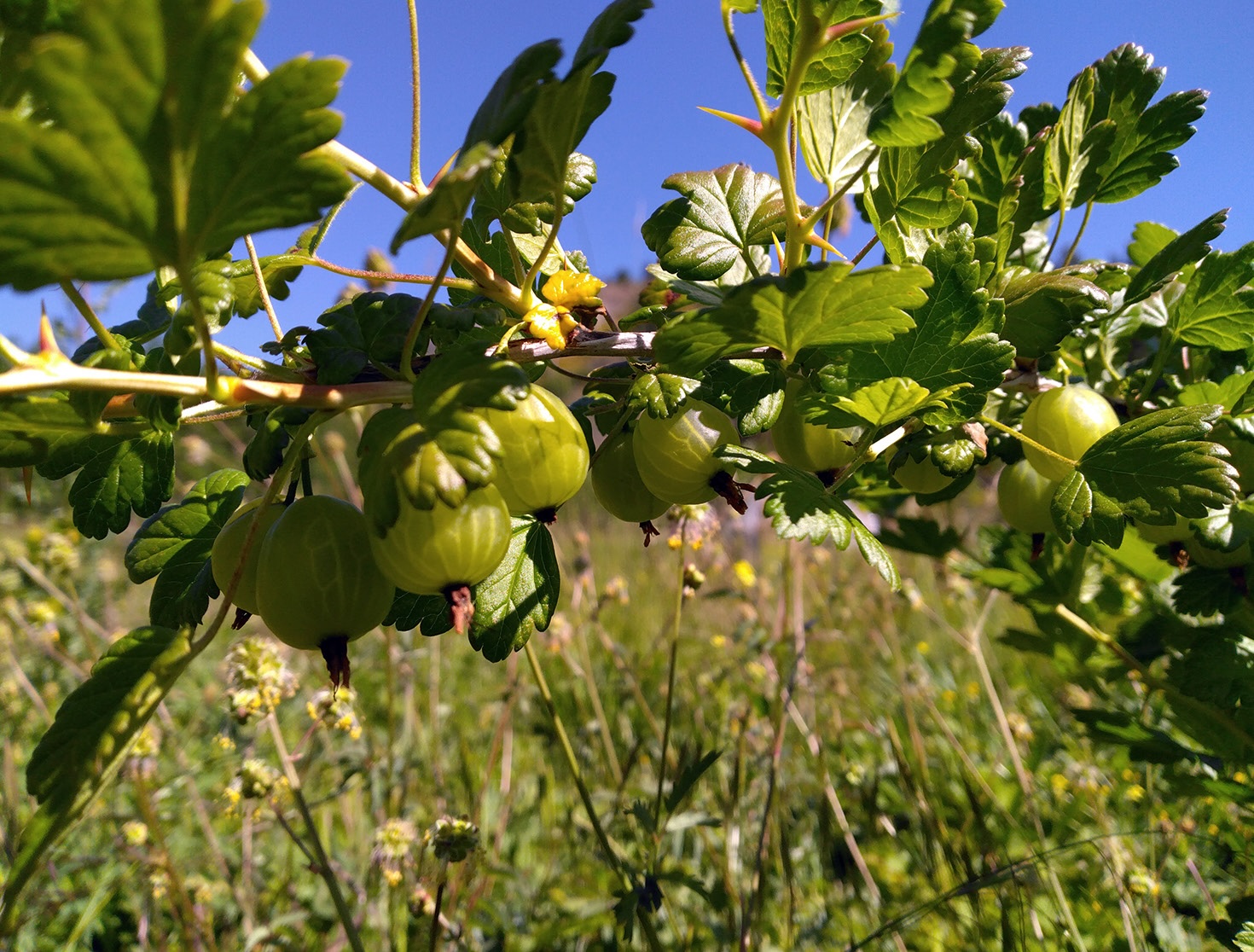 pomme courbis