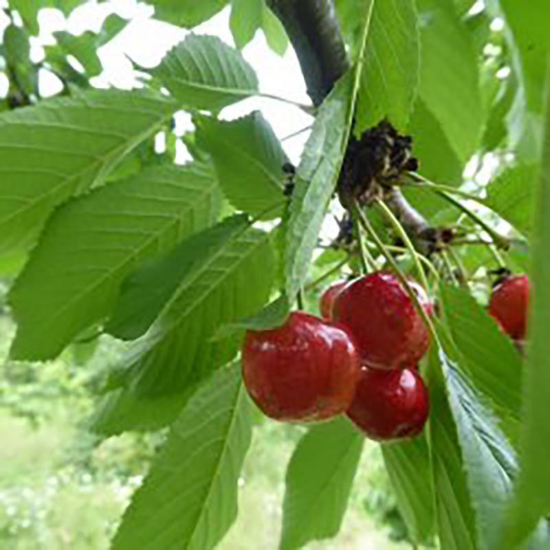 Cerisier Bigareau Pélissier