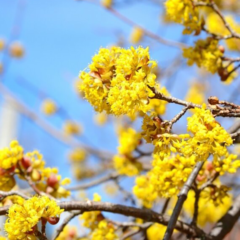 Cornus Mas