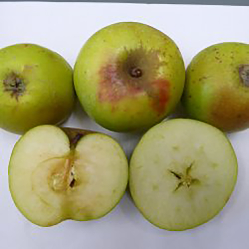 Pommier Barbe