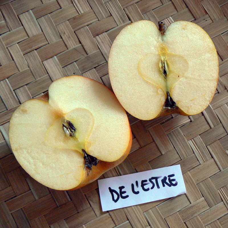 Pommier de l'Estre