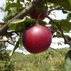 Pommier La Nationale