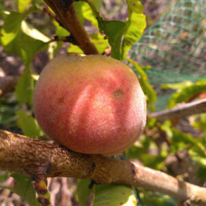 Pêche de vigne blanche