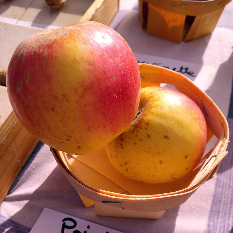 Pommier pointue de Trescléoux