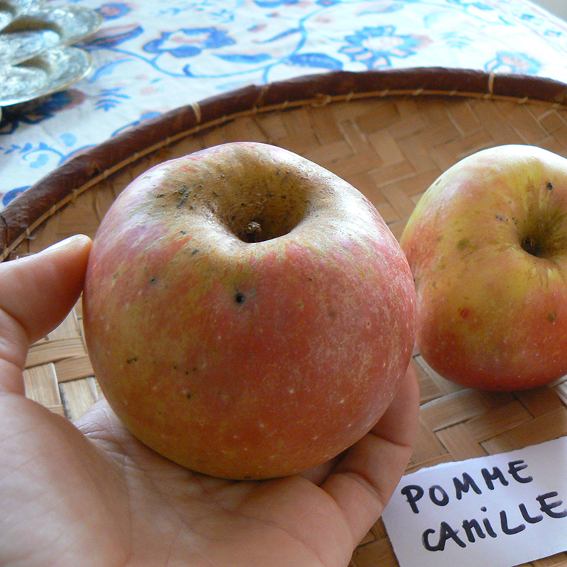 Pommier Camille