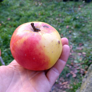 Pommier d'Adam