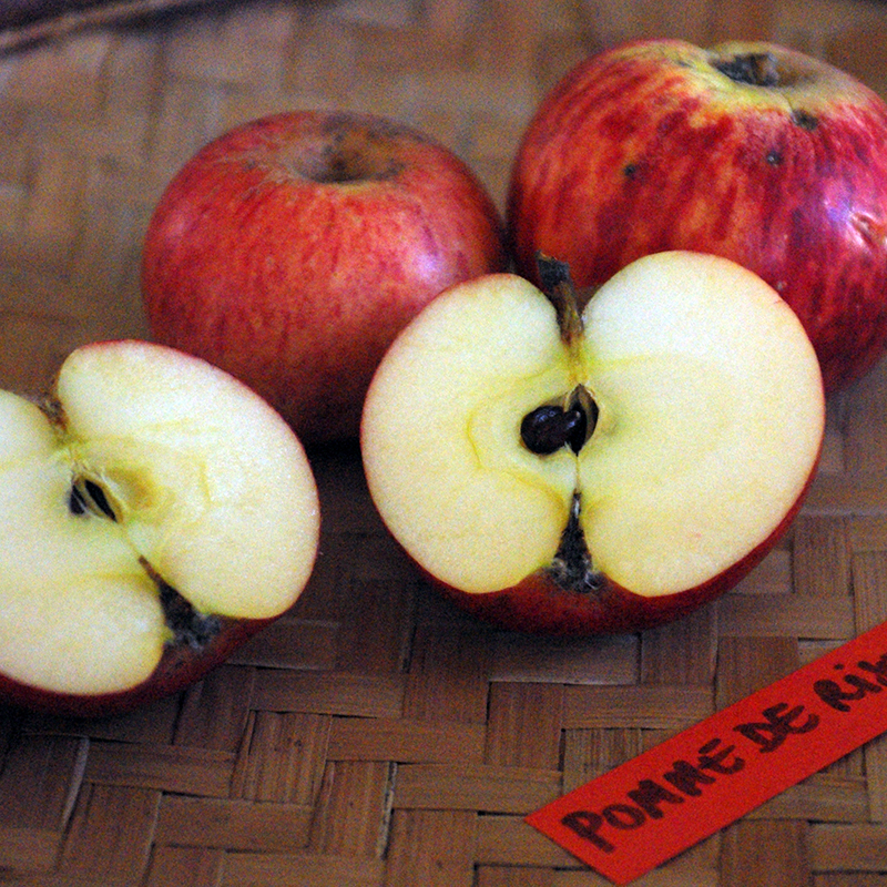 Pommier de Risoul