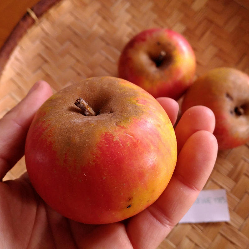 Pommier Reine des reinettes