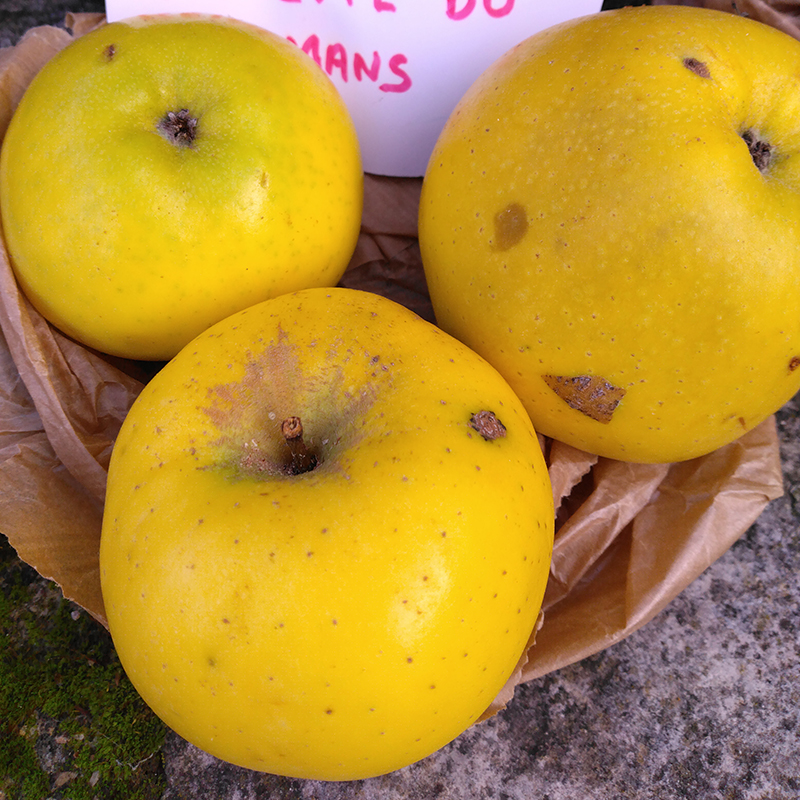 Pommier Reinette du Mans