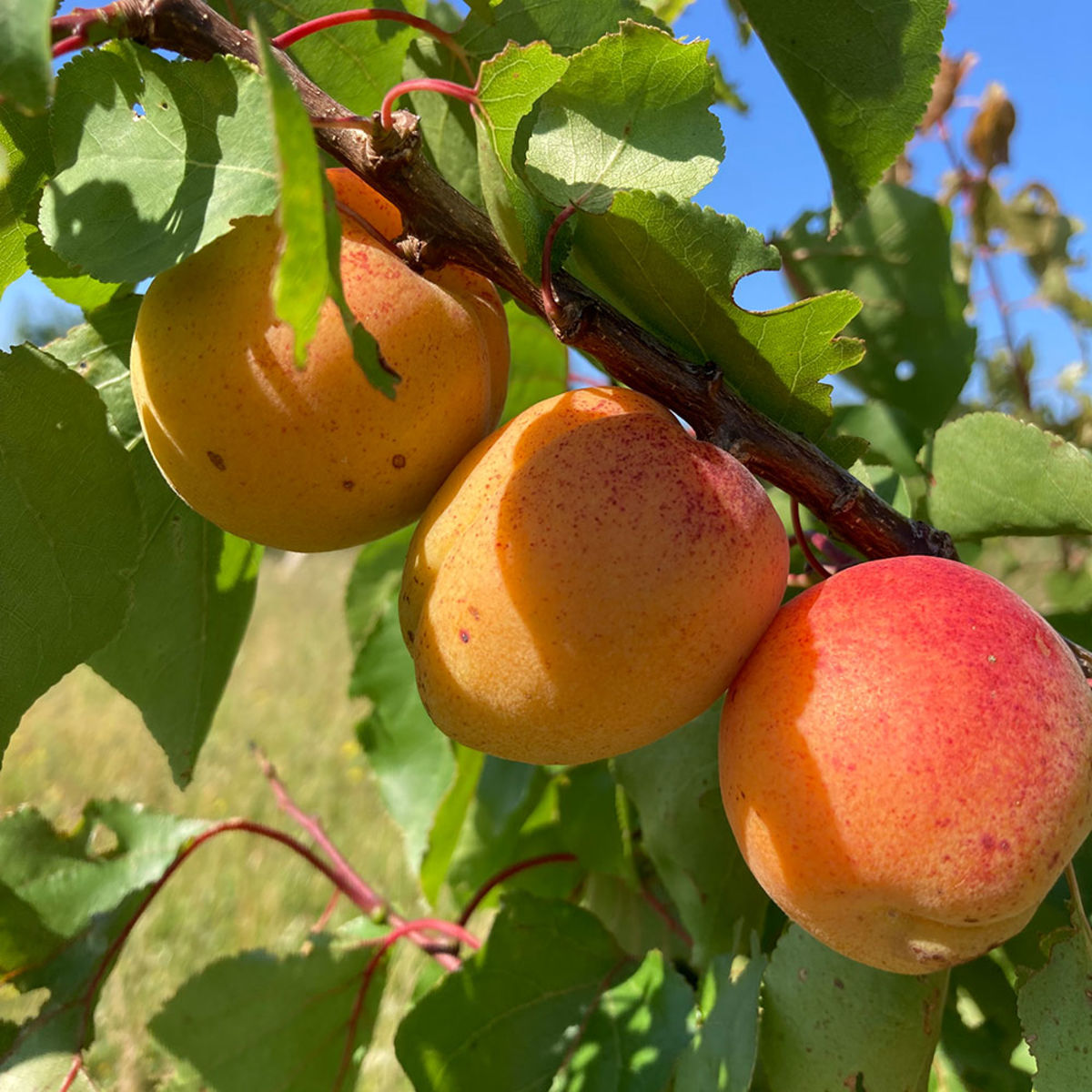 croix-fruits-accueil-abricots