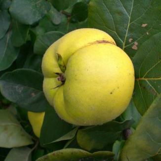 croix-fruits-accueil-coing