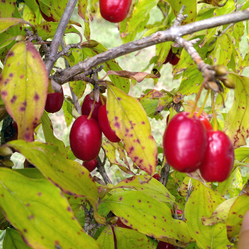 Cornus Mas