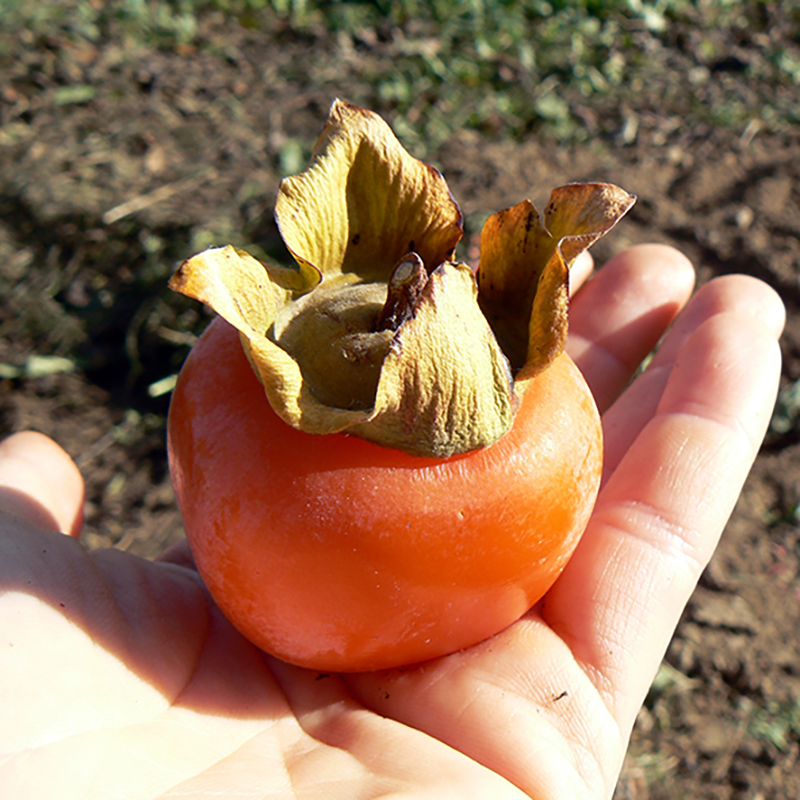 Kaki Fuyu