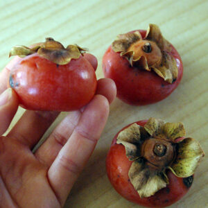 Kaki pomme, plaqueminer