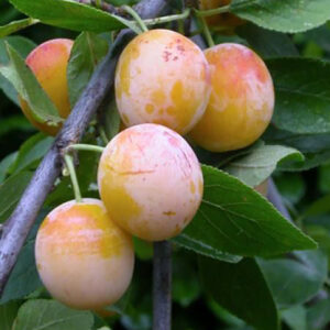 Prunier Mirabelle de Nancy