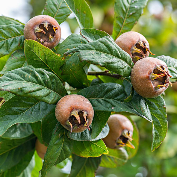 croix-fruits-accueil-nefle