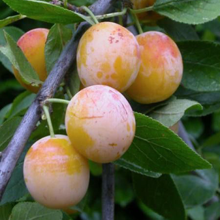 croix-fruits-prune