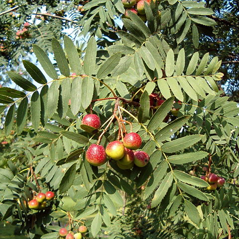 sorbus-domestica Cormier, Sorbus domestica