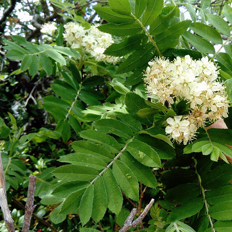 Cormier, Sorbus domestica