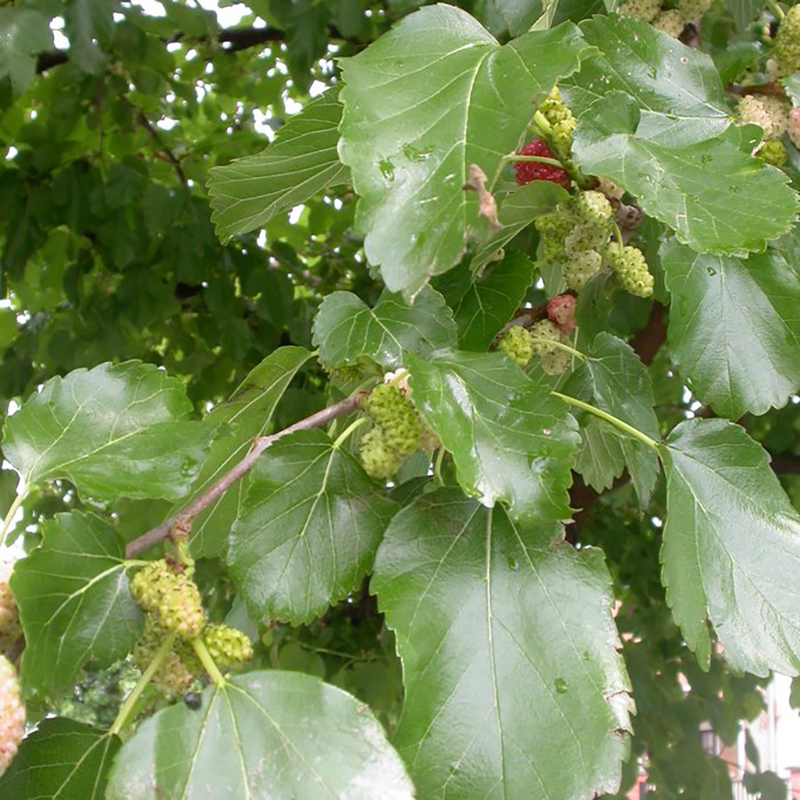 Mûrier blanc