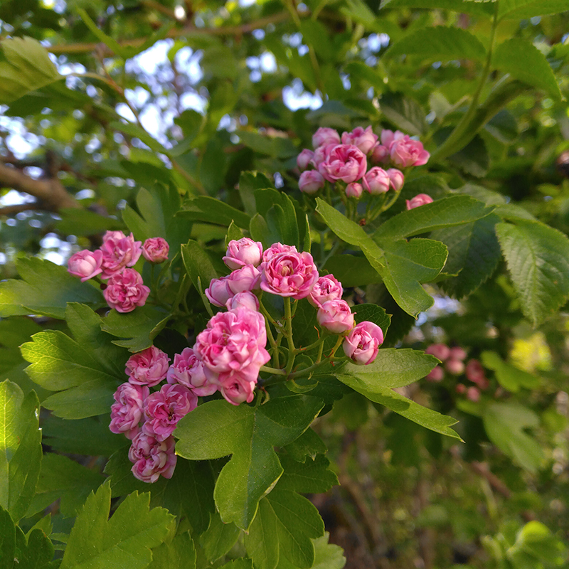 Aubépine à fleurs roses
